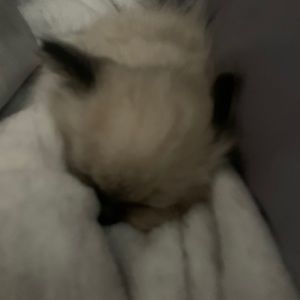 Meet your Posher, Victoria